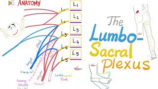 The Lumbosacral Plexus  Anatomy Series [upl. by Esyned896]