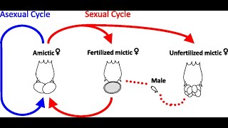 life cycle rotifers [upl. by Pastelki]