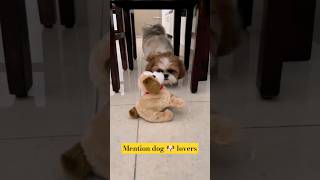 wait for end 😀 shorts cute shihtzu funny status pets fun please 🙏🙏 like subscribe [upl. by Akehsar177]