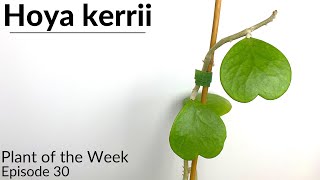 How To Care For Hoya kerrii  Plant Of The Week Ep 30 [upl. by Hortensa]