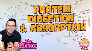 Protein Digestion and Absorption [upl. by Slotnick22]