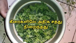 முருங்கை கீரை Cooking  TamilFoodFactory [upl. by Minoru]