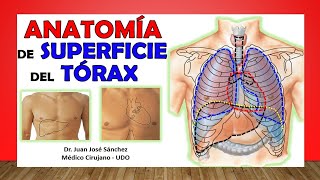 🥇 ANATOMÍA DE SUPERFICIE DEL TÓRAX Proyección Externa de los Órganos [upl. by Adnalahs821]