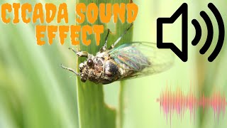 Cicada sound effect4 Kinds of Cicada SoundNature cicada soundCicada soundsNature sounds [upl. by Artiek]