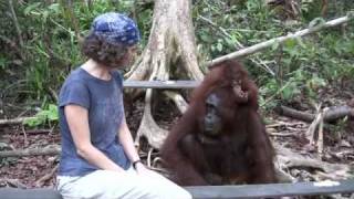 Camp Leakey orangutans [upl. by Ferree]