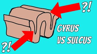 What is the difference between Sulci and Gyri [upl. by Adhern]