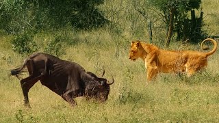 Wildebeest Passes Out in Front of Lion Mid Hunt [upl. by Alil]