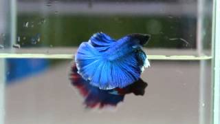 Betta Splendens  031374 Turquoise Singletail Male [upl. by Naasah]