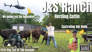 Herding cattle flying helicopter first hay cut castrating bulls and more [upl. by Paddie]