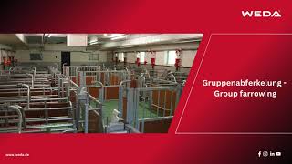 WEDA Gruppenabferkelung  Group farrowing [upl. by Delogu]