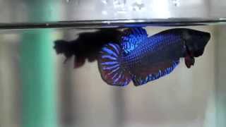 Top INDO Betta Fighter  MAN OF STEEL [upl. by Akimad]