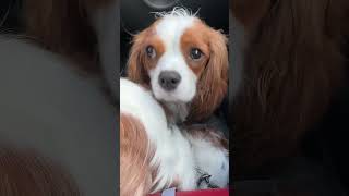 Cavalier King Charles spaniels falling asleep in car [upl. by Best37]