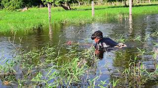 Una tarde de pesca entre los montarrales muchas tilapias aguas hermosas [upl. by Hallette423]