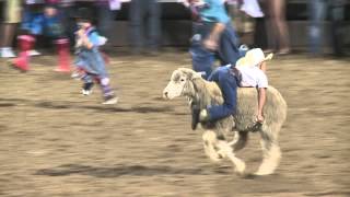 Spanish Fork Rodeo mutton busting [upl. by Urbai]