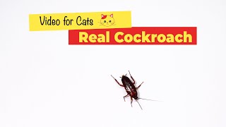 CAT GAMES  Cockroach Game for Cats 1 HOUR🐈 [upl. by Emerson]