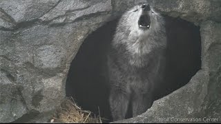 Black Wolf Howls to the Thunder [upl. by Adniled989]