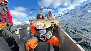 Norway Cod Skrei Fishing Senja 2024 [upl. by Yedoc304]