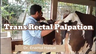 Trans Rectal Palpation  Dr Enamul Haque  01932051373 [upl. by Beckie]