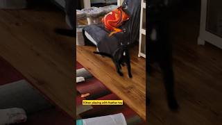 Kitten playing with feather toy kitten cutekittenvideos cattoys catplaying catlover [upl. by Asirap529]