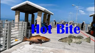 Snapper amp Grouper Bite is HOT Fishing this Tampa Bay Florida Pier [upl. by Pelpel38]