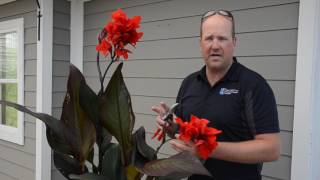 Quick Tip Caring for Cannas ❤️  West Coast Gardens [upl. by Harilda]