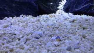 CaribSea Florida Crushed Coral GeoMarine Formula HD [upl. by Anerehs]