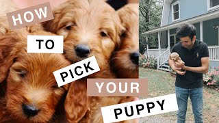 Theo the Mini Goldendoodle F1B How to Choose your Puppy [upl. by Aneehsirk330]