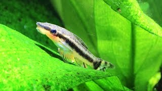 Otocinclus Oto cat Dwarf Suckermouth Species Spotlight [upl. by Attecnoc]