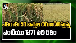 ఎక‌రాకు 50 బ‌స్తాల దిగుబ‌డినిస్తున్న ఎంటియు 1271 వ‌రి ర‌కం  MTU 1271 Paddy Seeds And Cultivation [upl. by Avelin]