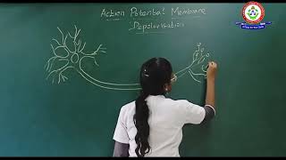 ACTION POTENTIAL DEPOLARIZATION [upl. by Uamak]