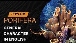 PHYLUM PORIFERA  GENERAL CHARACTER  ENGLISH [upl. by Viridis]