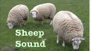 Sheep sound [upl. by Sackville84]