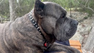 Owning a CANE CORSO may cause PROBLEMS with NEIGHBORS [upl. by Salomo364]