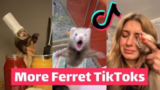 FERRETS Taking Over TikTok  FUNNIEST Trending [upl. by Yvehc584]