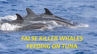 False Killer Whales [upl. by Oinotna922]