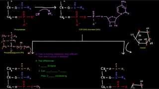 Glycerophospholipid Synthesis Part 4 of 4  Eukaryotes [upl. by Ehsiom752]