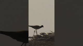 Beautiful Red wattled Lapwing BirdTitvi टिटवी shorts birds status savewater nature love [upl. by Ruperta430]