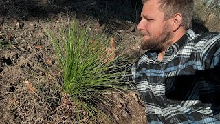 Planting Longleaf Pines Live [upl. by Ennyrb476]