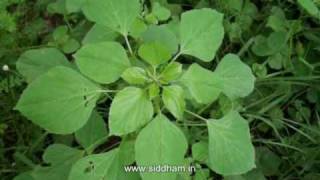 Herbal Medicine  Acalypha indica  Natural Remedy for Scabies [upl. by Idyak465]