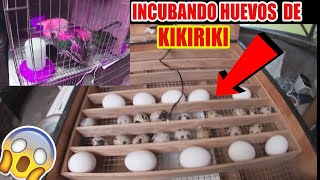 Incubando huevos de gallina Azteca o kikiriki [upl. by Akinal]