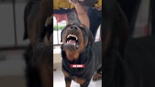 Rottweiler Vs Boxer Comparison of 2024  Which Breed Reigns Supreme [upl. by Eloccin644]