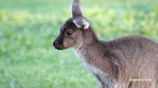 Western grey kangaroo Macropus fuliginosus Bunbury Perth nature [upl. by Hareehahs]