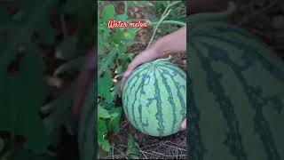 Water melon harvest farmfresh fruit farming agriculture nature melon shorts [upl. by Eeralih143]