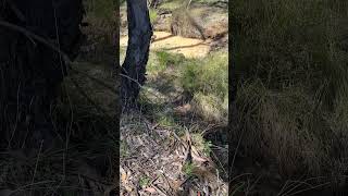 BCT ecologists spot eastern bluetongue lizard [upl. by Koeninger285]