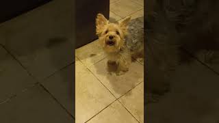 Vicky the Yorkie just loves to bark  barking yorkie barking VickytheYorkie [upl. by Nitnert]