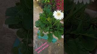 Gerbera plant care tips gardening youtubeshorts terracegarden trending plants [upl. by Eatnom]