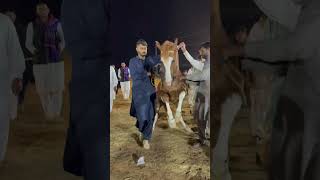 Horse Dancehorse dance nezabazi nazabazi weddingdance culture punjabiculture [upl. by Tiffie]