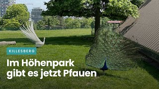 Im Höhenpark Killesberg gibt es jetzt Pfaue [upl. by Ellecrag]