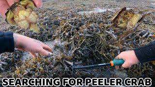 How to find PEELER CRABS  Foraging for bait [upl. by Ynahpit406]