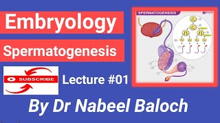 Spermatogenesis Embryology lecture 01 [upl. by Gide]